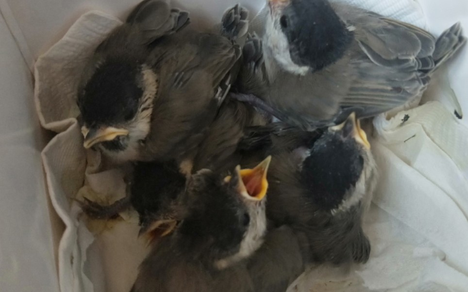 活动作品沼泽山雀红子的幼崽喂食