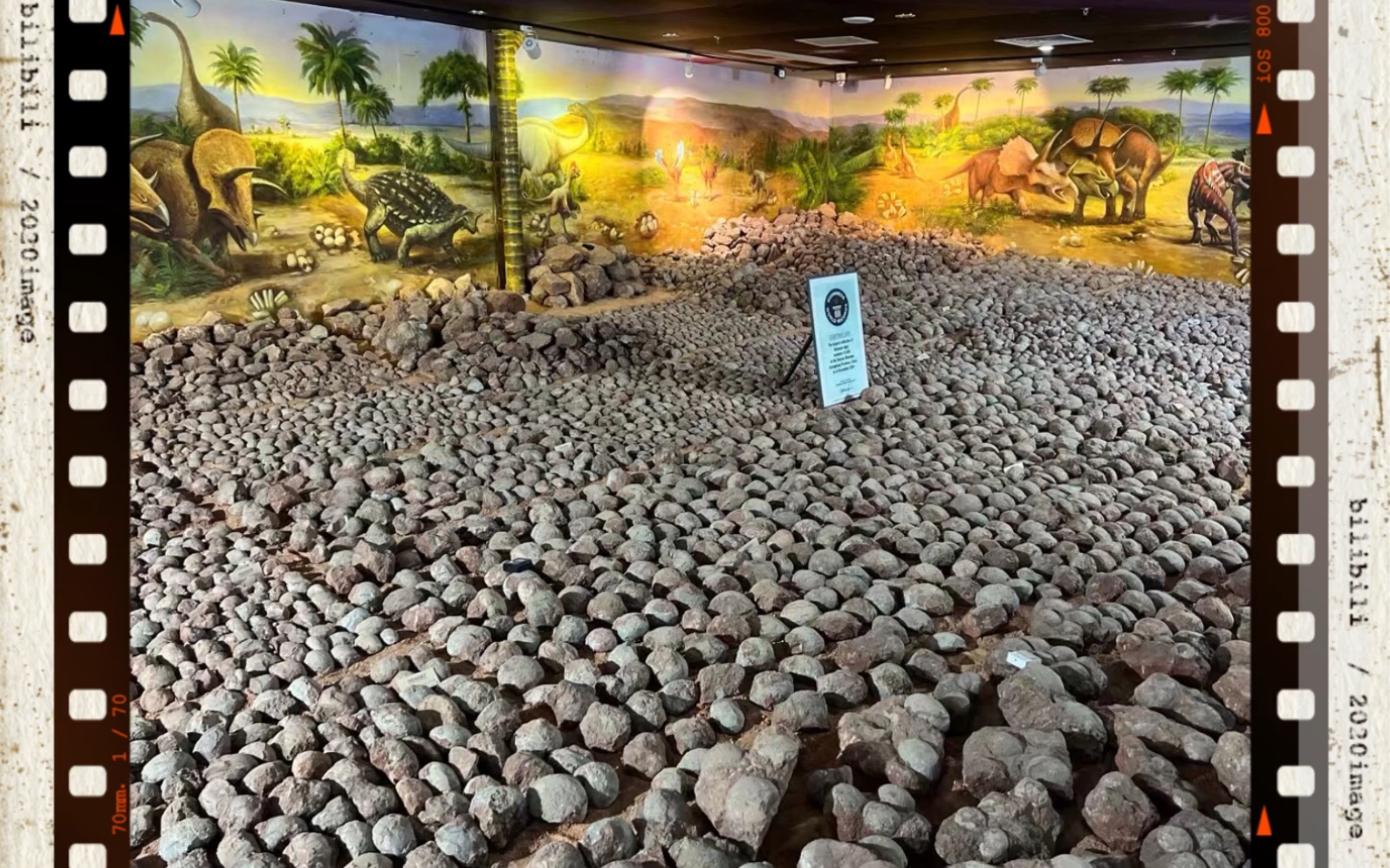 中国恐龙之乡～河源恐龙博物馆看bee最爱的恐龙0304