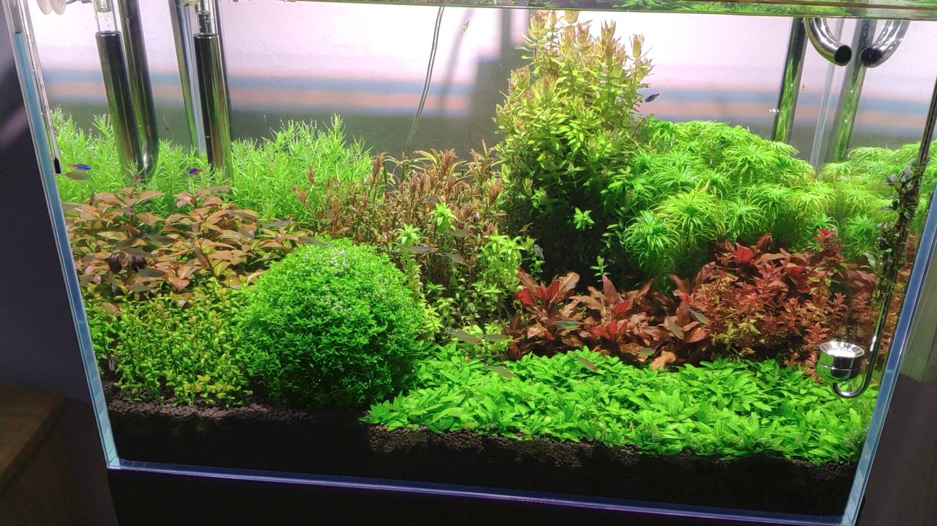 荷兰景草缸蓝绿藻治理