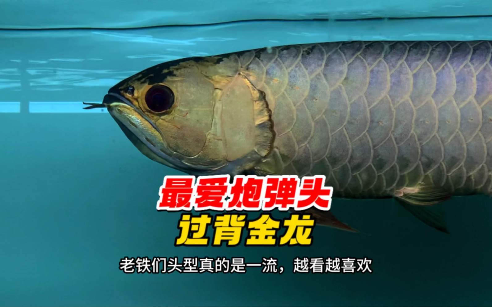 新手的你对炮弹头过背金龙的标准有了解吗?不懂可以来看看!