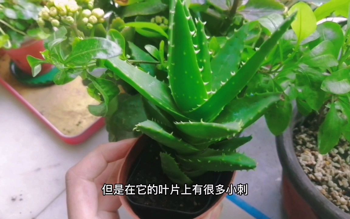 “芦荟”到底有没有毒,很多花友都不懂,今天一次性解释清楚哔哩哔哩bilibili