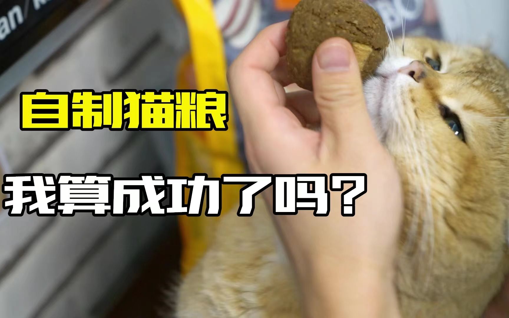 在家自制猫粮,我成功了吗?哔哩哔哩bilibili