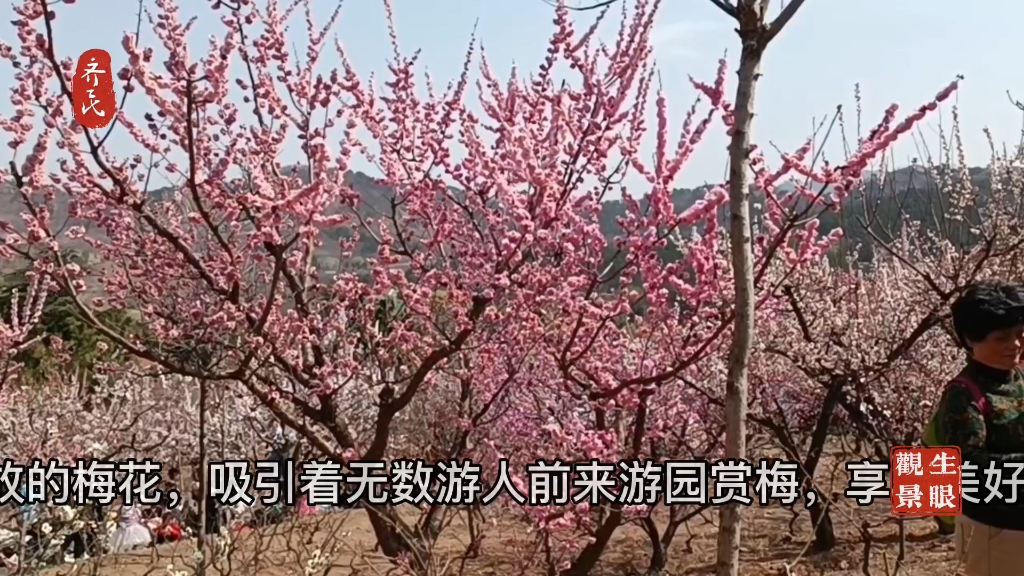 寻芳十梅庵哔哩哔哩bilibili