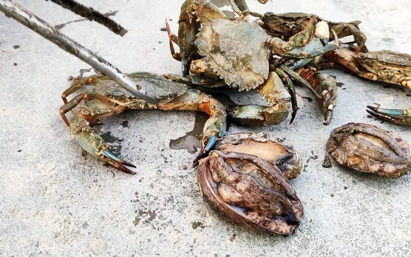 虎子趕海抓到大鮑魚,還有不少的石頭蟹,真的太意外了