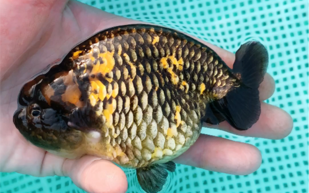 虎纹兰寿,颜色酷似老虎身上纹路而得名.