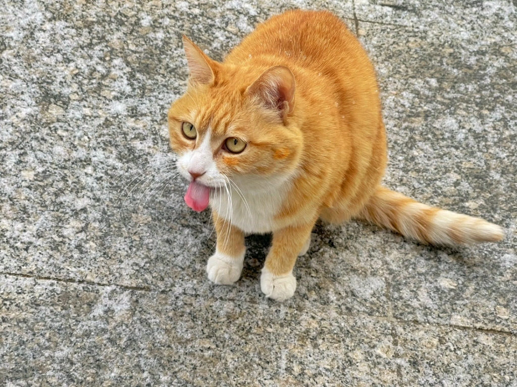 观复猫黄小仙 要一起玩雪嘛?