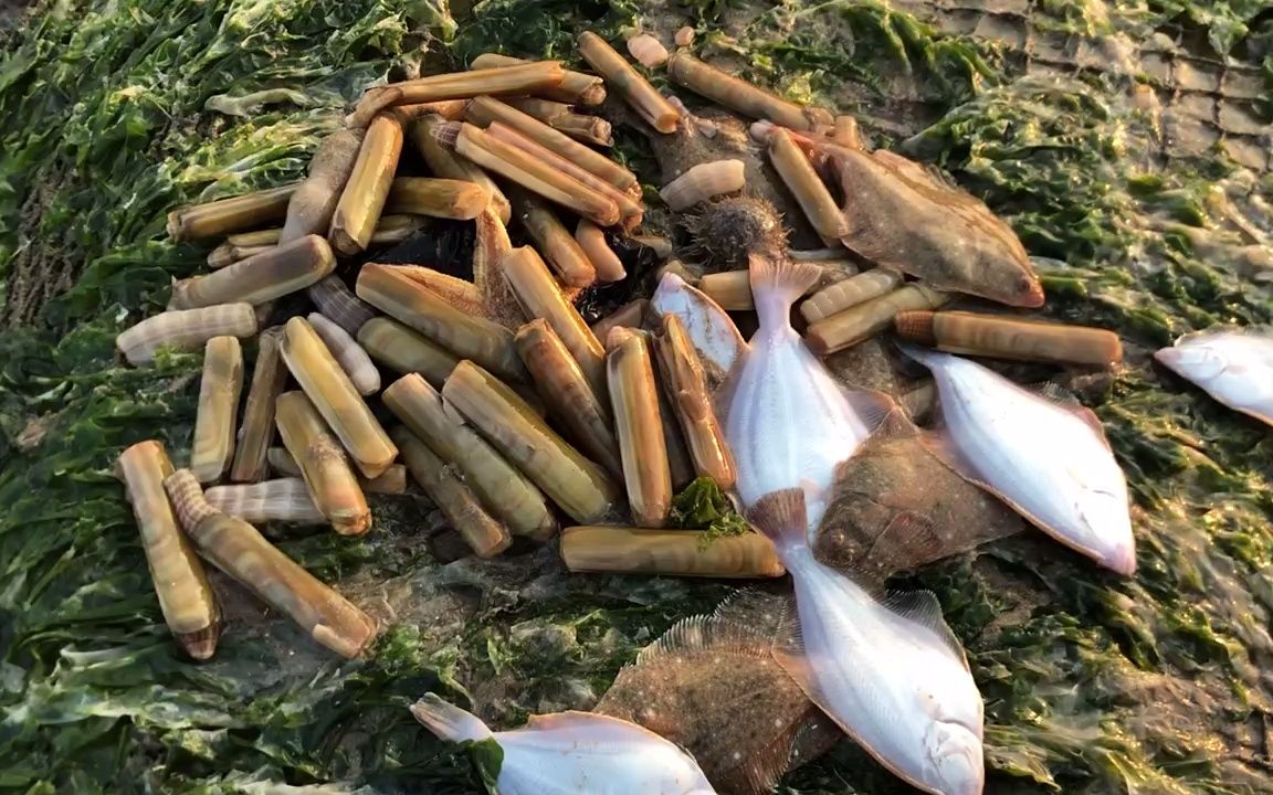 真实记录赶海收获.