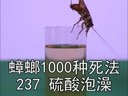 Tải video: 粉丝说，只是把硫酸喂给蟑螂喝，蟑螂肯定不满足啊，要邀请蟑螂在硫酸里面泡个澡，好好享受一番呀