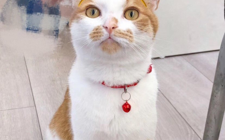 动物观察局2!开心喵