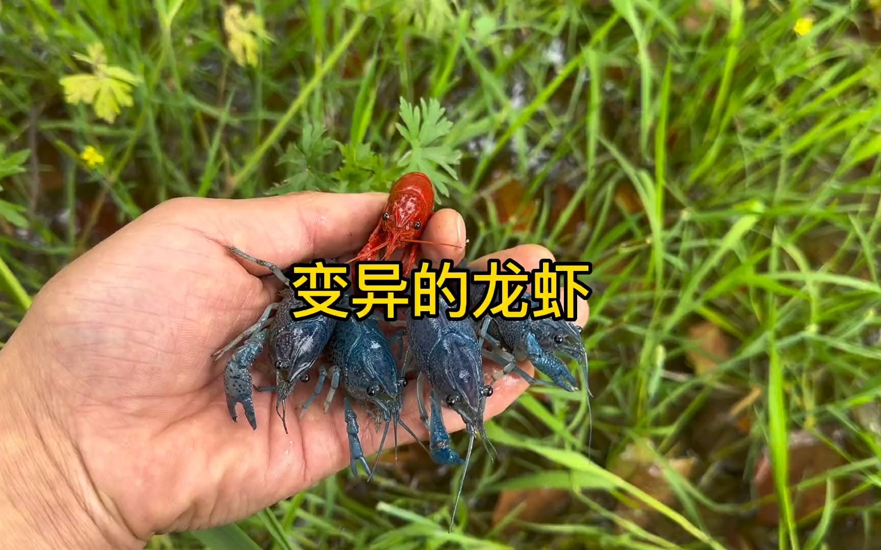 今天在小河边抓到好多变异的蓝色龙虾,这种龙虾我还是还第一次见到,大家见过这种蓝色龙虾吗哔哩哔哩bilibili