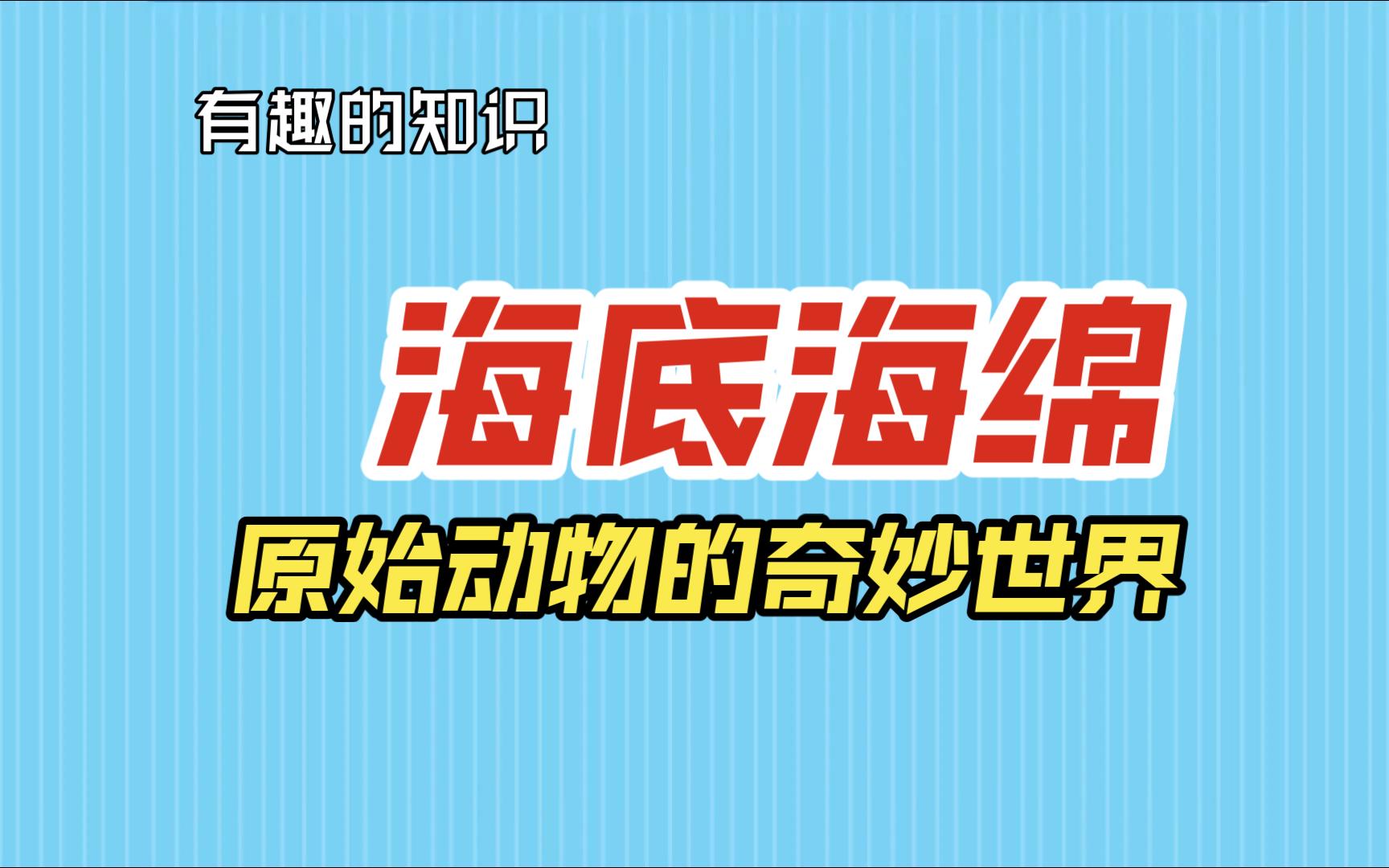 【有趣的知识】海底海绵原始动物的奇妙世界哔哩哔哩bilibili