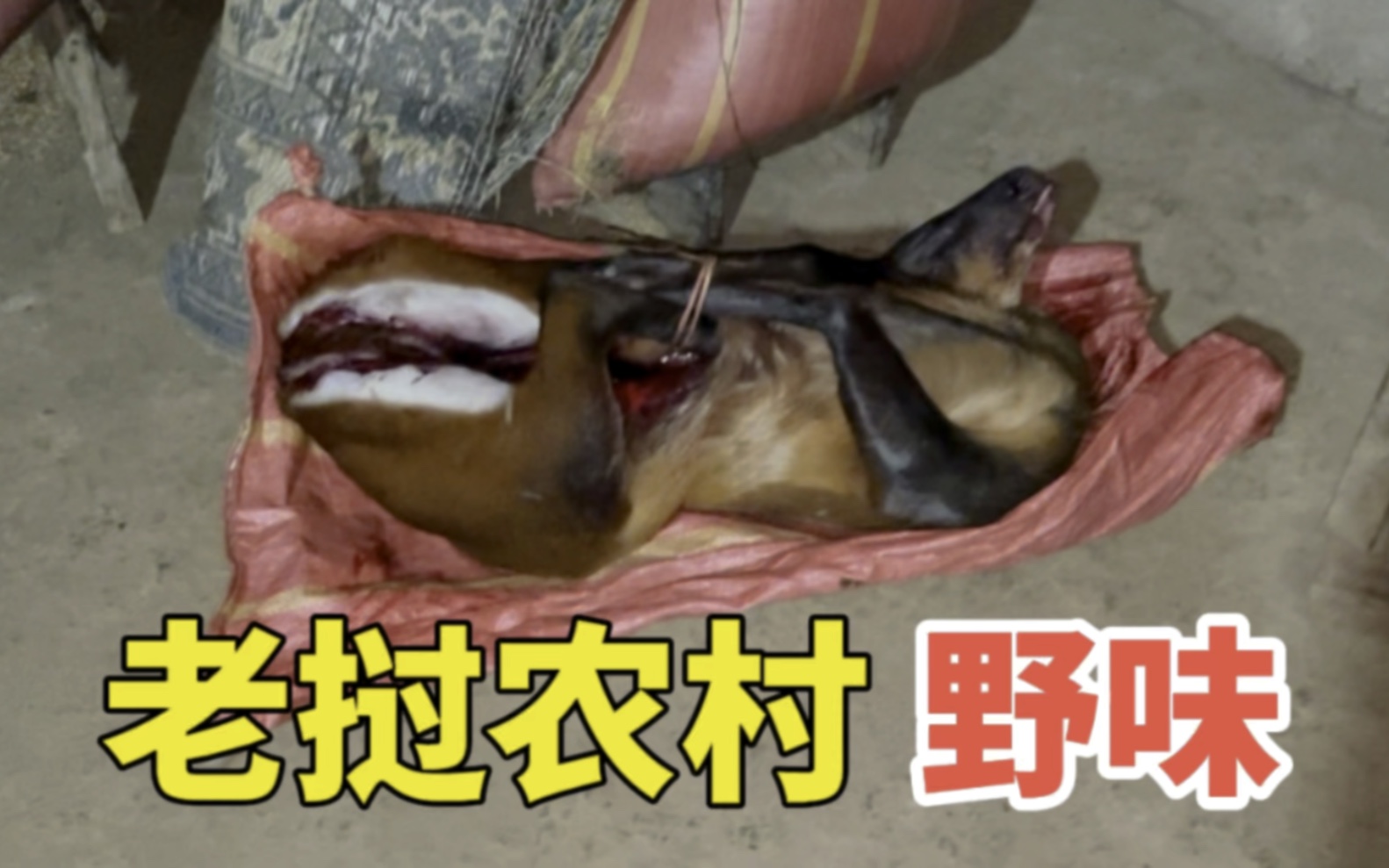 东南亚老挝农村每家都可以打猎