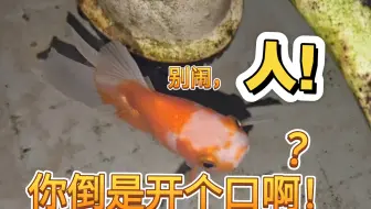 鱼:人！开个口啊！