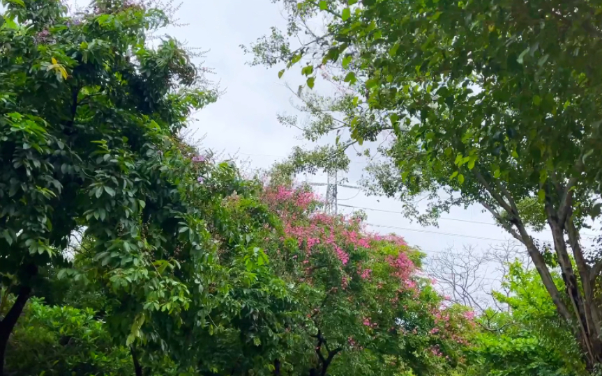 市政道路马路绿化随手拍:城市里的小森林ⷩ𒜦𔻧š„夏天ⷧž쩗𔦔𖨗家ⷦˆ‘的物候学式人间记录ⷥŸŽ市植物多样性观察日记ⷤ𘀤𚛦𒡦œ‰艺术前景的日常片段...