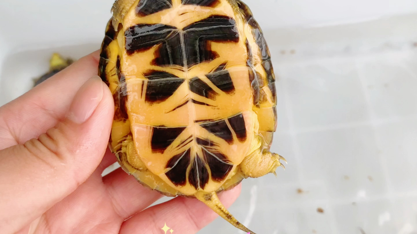 金头闭壳龟,霸气外露