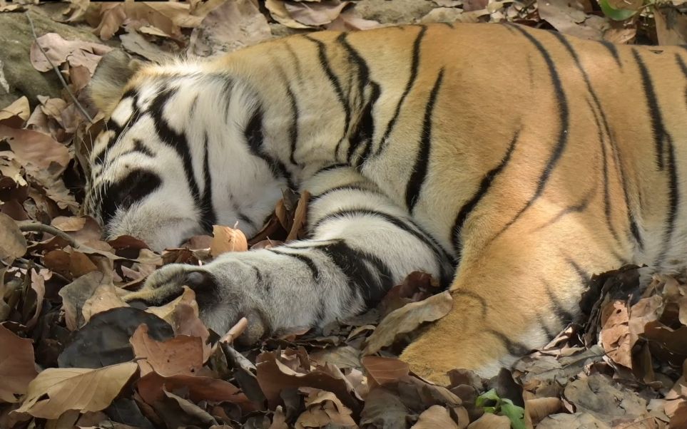 猛虎困觉图片