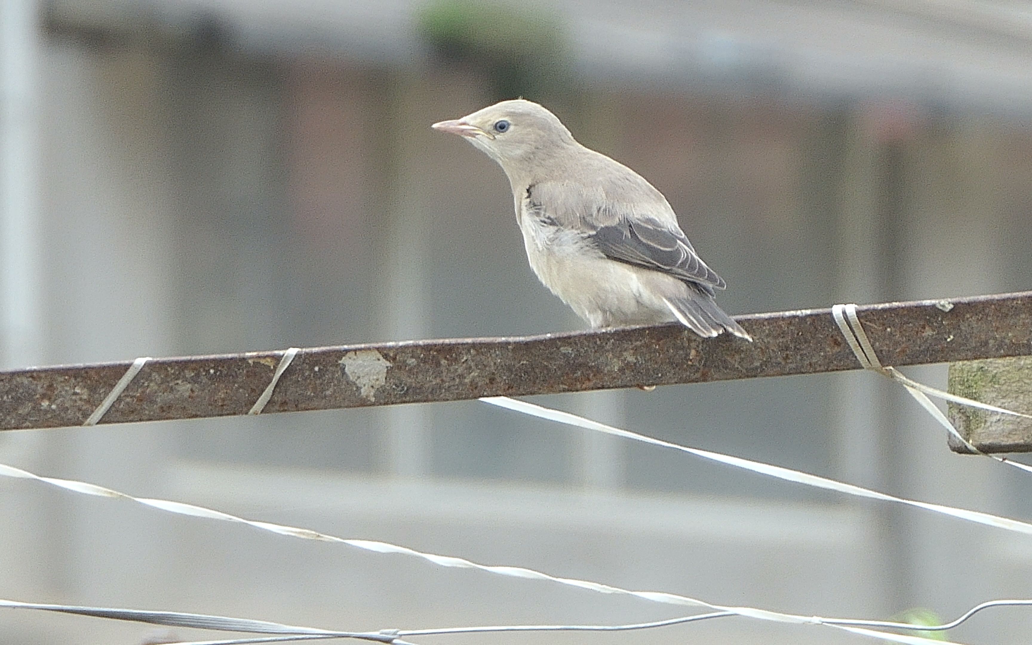 灰背椋鸟幼鸟(真的没有丝光椋鸟幼鸟好看)