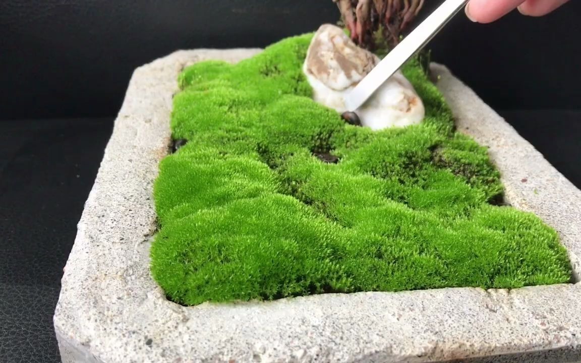 苔藓养护真藓在闹市区最常见也最为难养爱徒长还爱发霉真藓养护还是多