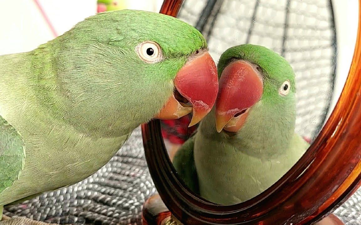 【小鸟】会说话的鹦鹉沙芬和亚历克斯在镜子面前的反应