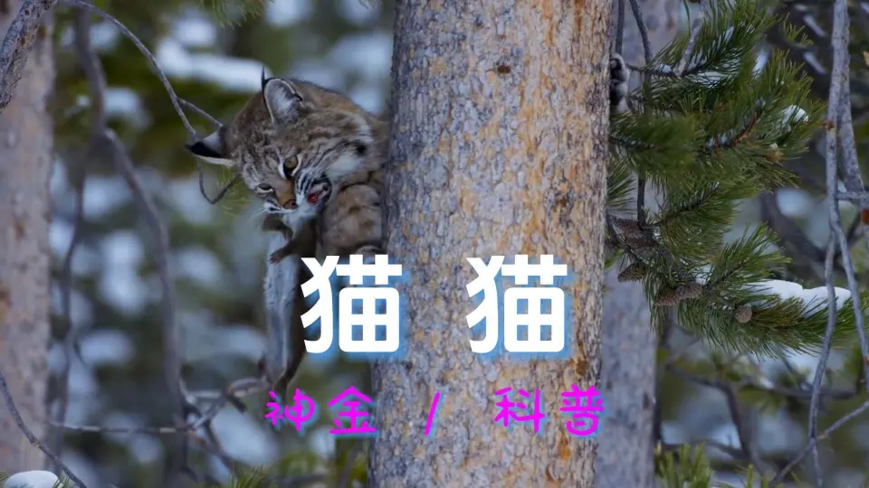 山猫：家猫的祖先，霸气外露_哔哩哔哩_bilibili