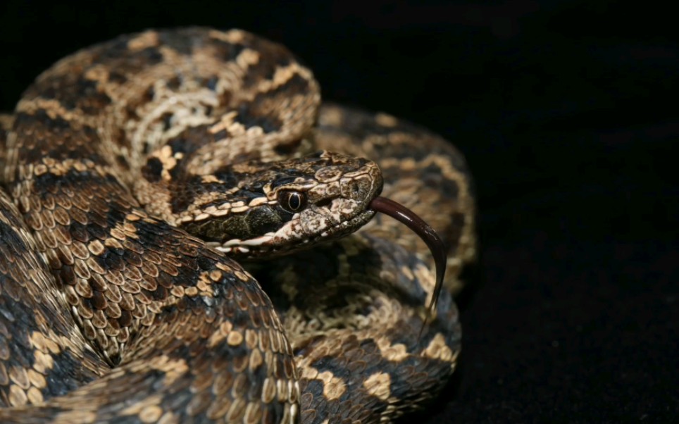 若尔盖锦蛇与阿拉善蝮