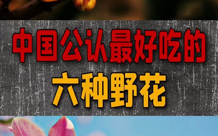 中国公认最好吃的六种野花哔哩哔哩bilibili