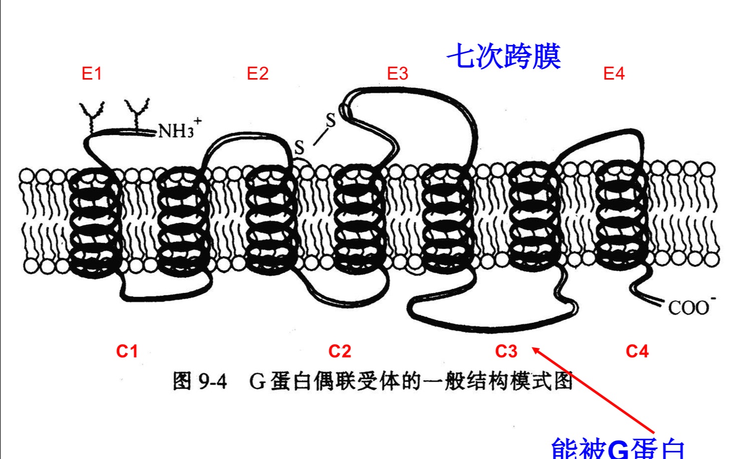 二十分钟学会G蛋白耦联受体/G蛋白/激活效应蛋白考点哔哩哔哩bilibili