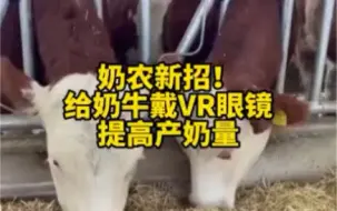 Download Video: 给奶牛戴VR眼镜提高产奶量