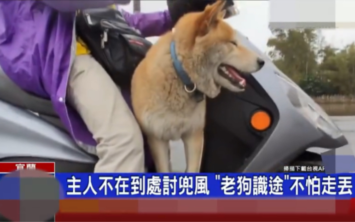 【柴犬】台湾喜欢搭顺风车的柴犬,太鸡贼了吧!好可爱!柴犬鉴定 | 柴犬如何挑选 | 柴犬咨询 |柴犬预定哔哩哔哩bilibili