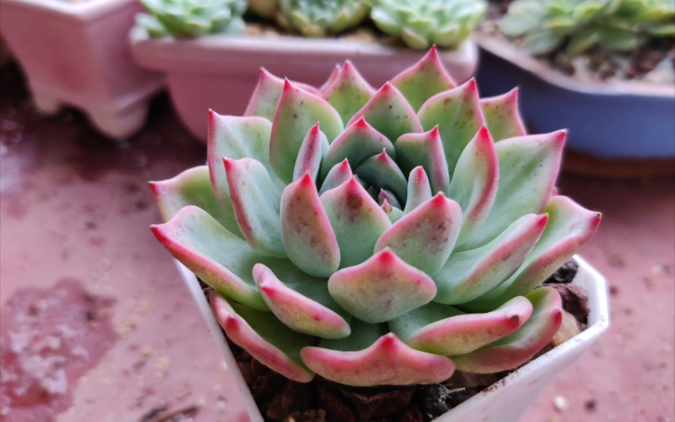 【多肉】ak玛利亚_哔哩哔哩_bilibili