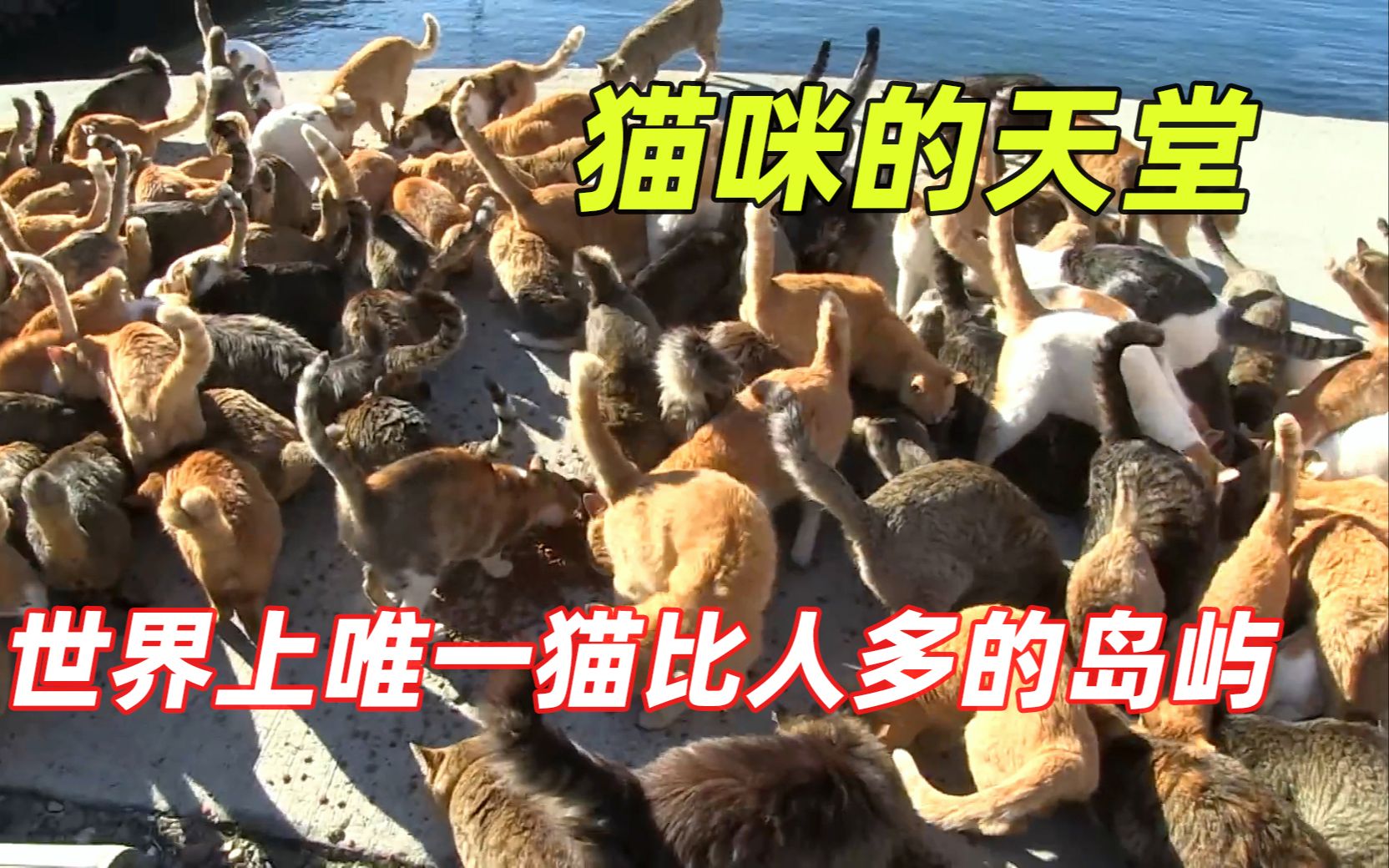 [图]世界上著名的“猫岛”，居住着数万只猫，鼠鼠我啊！该如何是好？