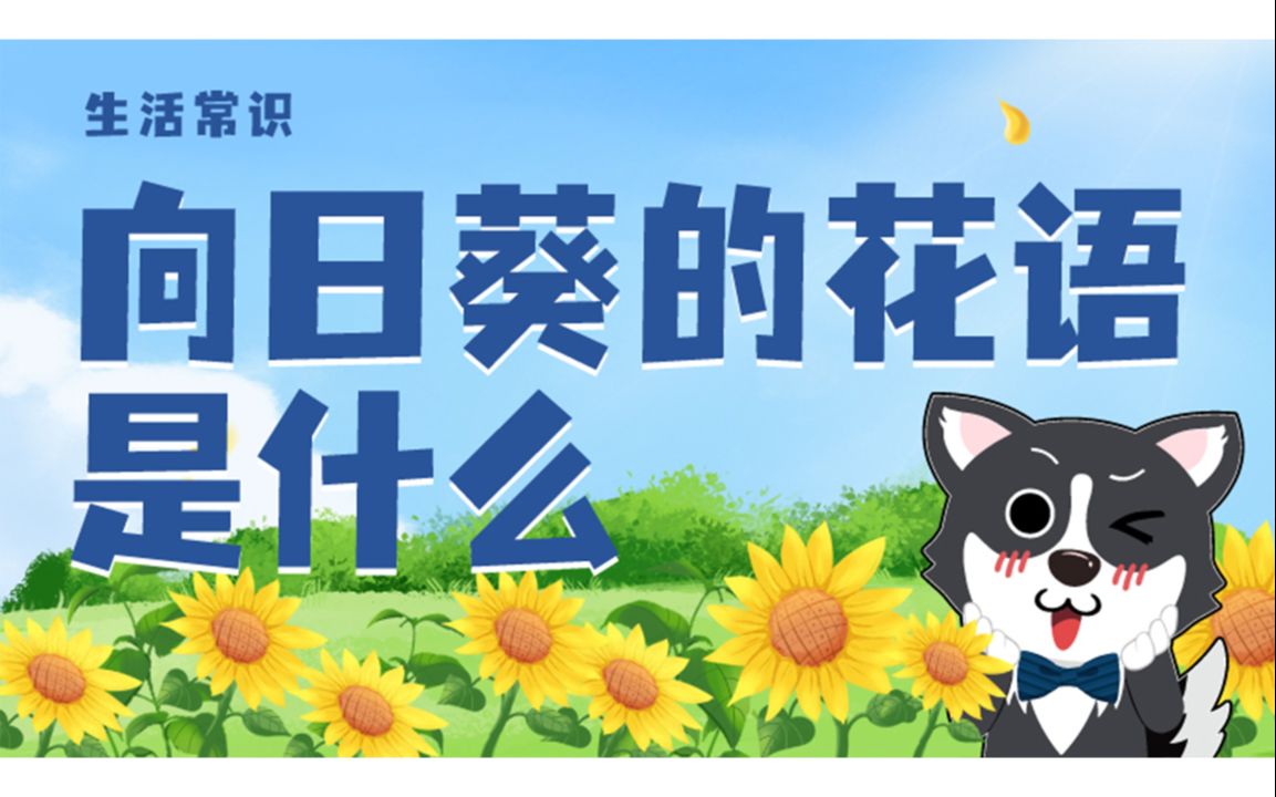 向日葵的花语是什么哔哩哔哩bilibili