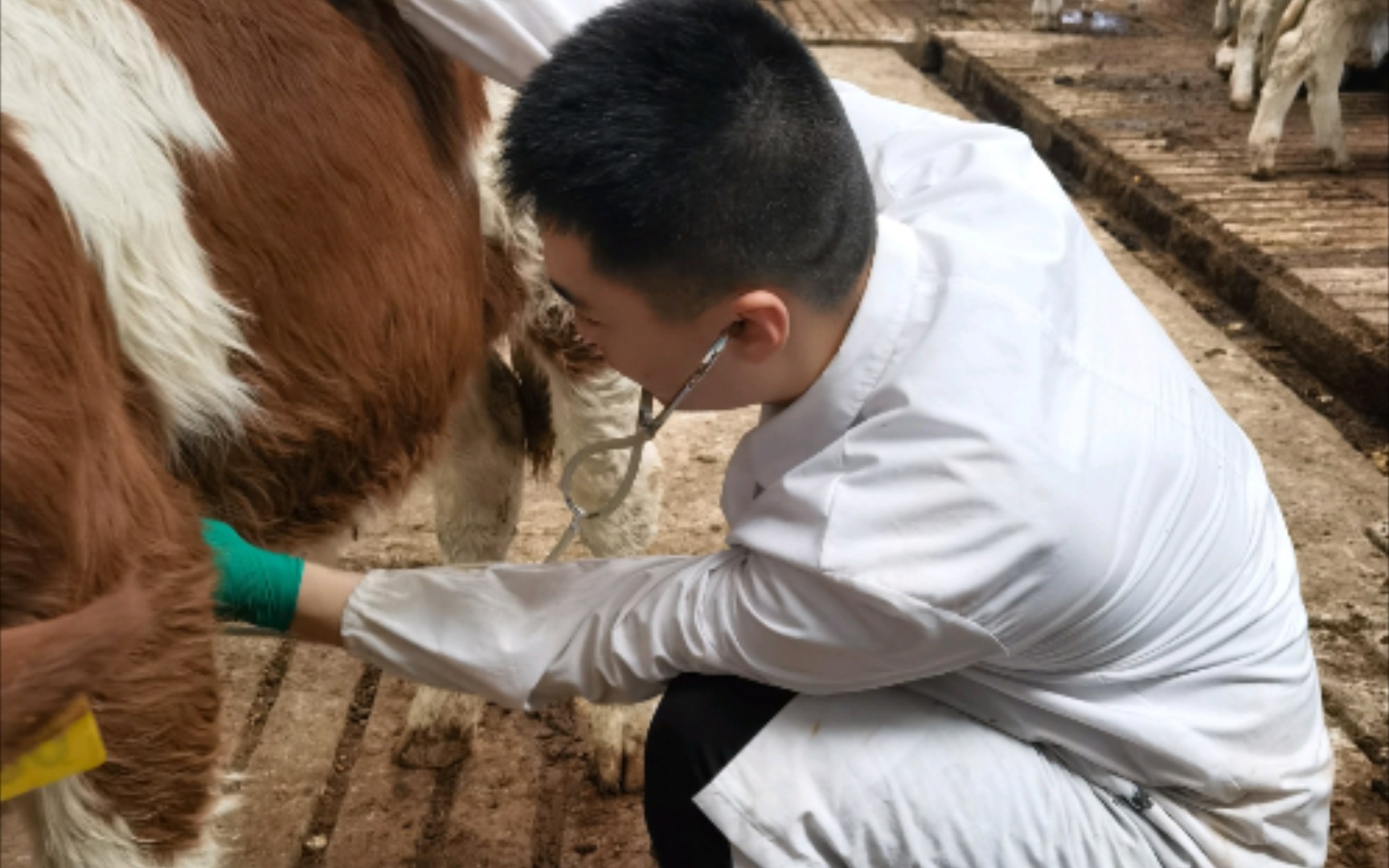 【兽医研究生日常02】牛上呼吸道感染初步诊断—诱导咳嗽