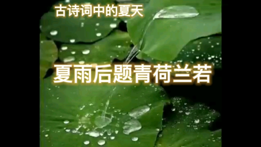 古诗词中的夏天——《夏雨后题青荷兰若》哔哩哔哩bilibili