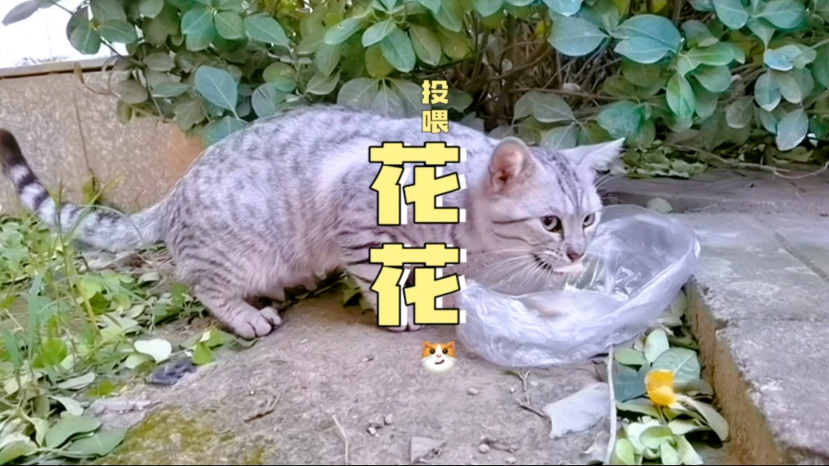 流浪小虎斑猫,喂它吃鸡胸肉,狼吞虎咽哔哩哔哩bilibili