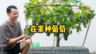 想吃葡萄不用买，自己在家就能种，轻松实现葡萄自由