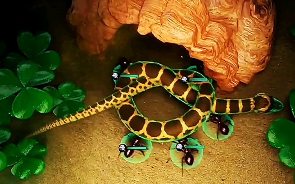 蛇蚁成功击败小蝎子!