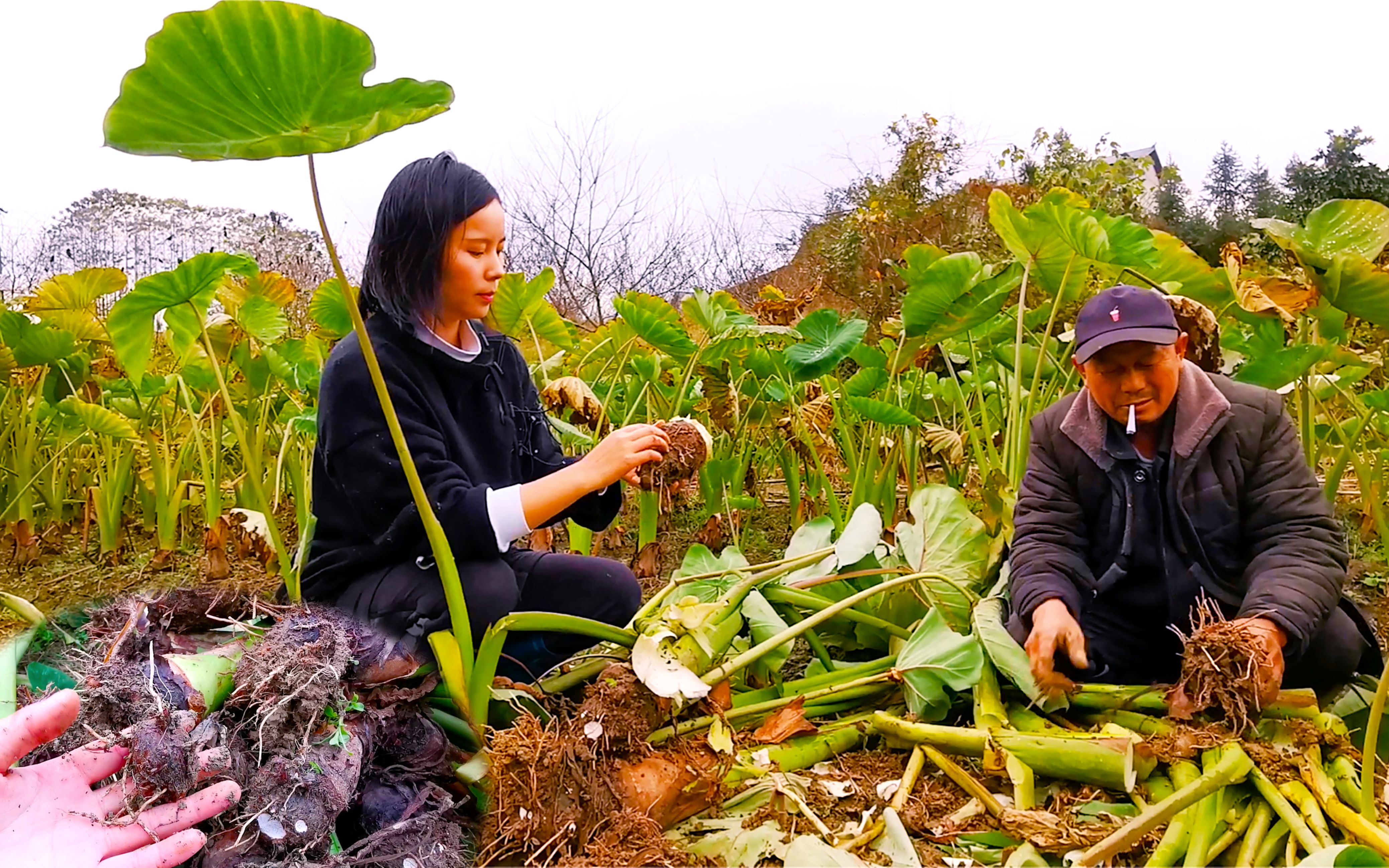 香芋草的功效和作用(香芋草的功效与作用大揭秘)