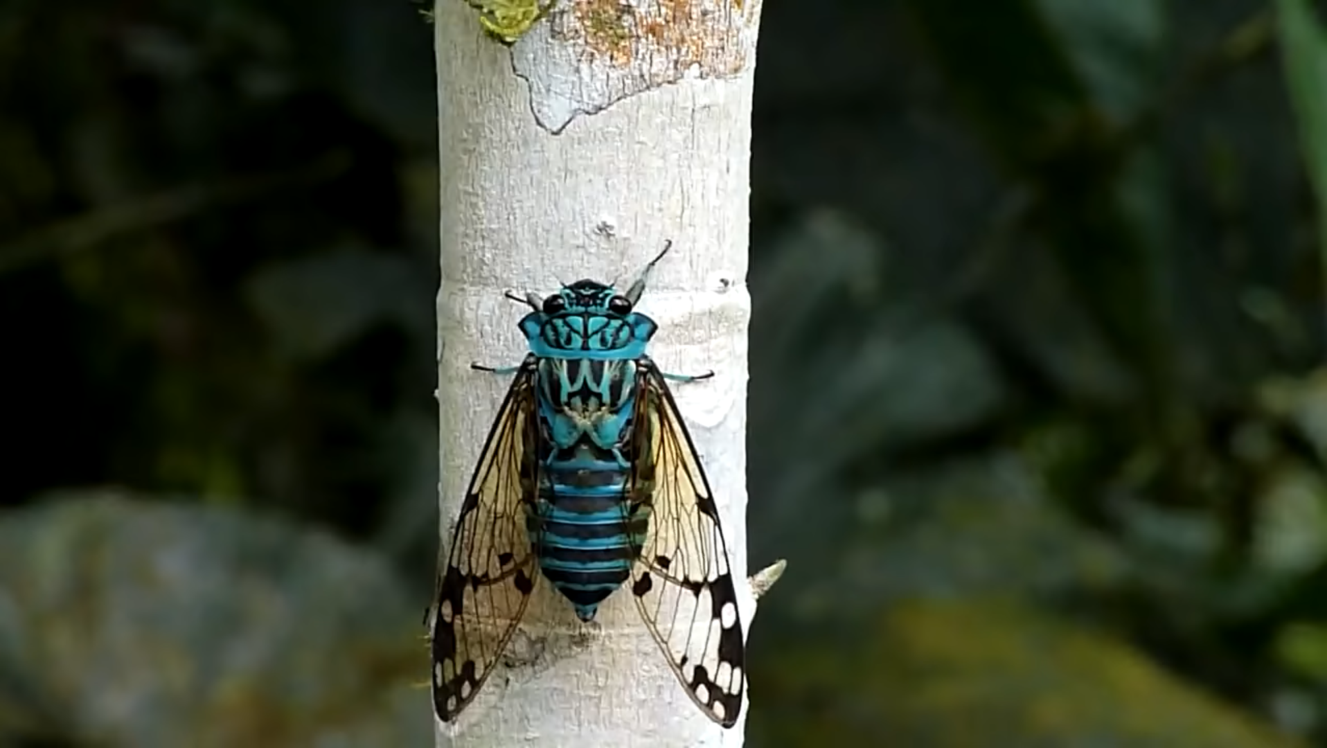 第一次见到这种颜色的蝉.