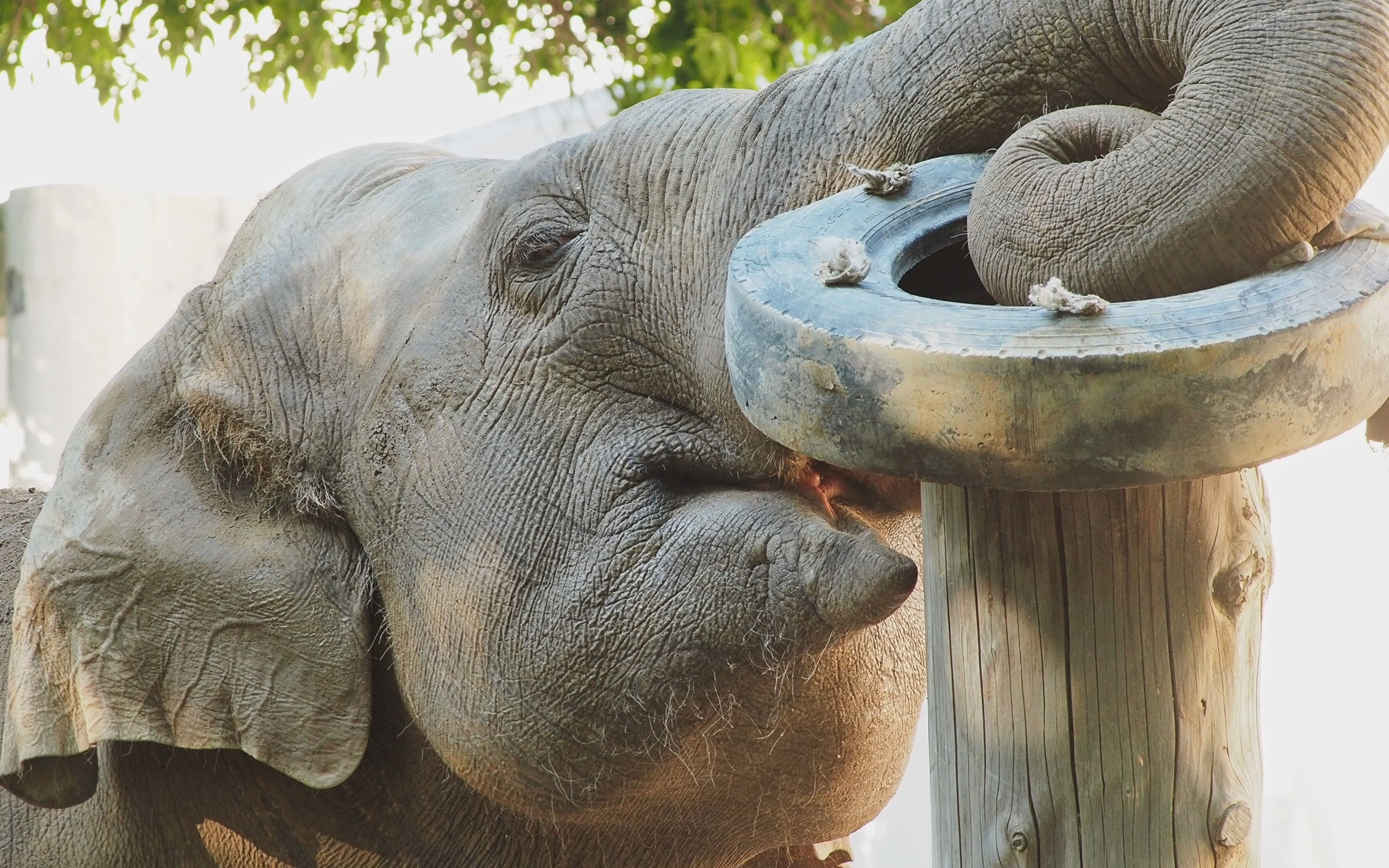 【亚洲象】大公象甩泥巴给隔壁母象秀自己的轮胎,一开心放了个p,再一