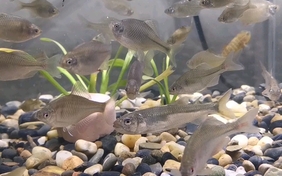 半个月的原生缸,发现大点的马口鱼吃小鱼