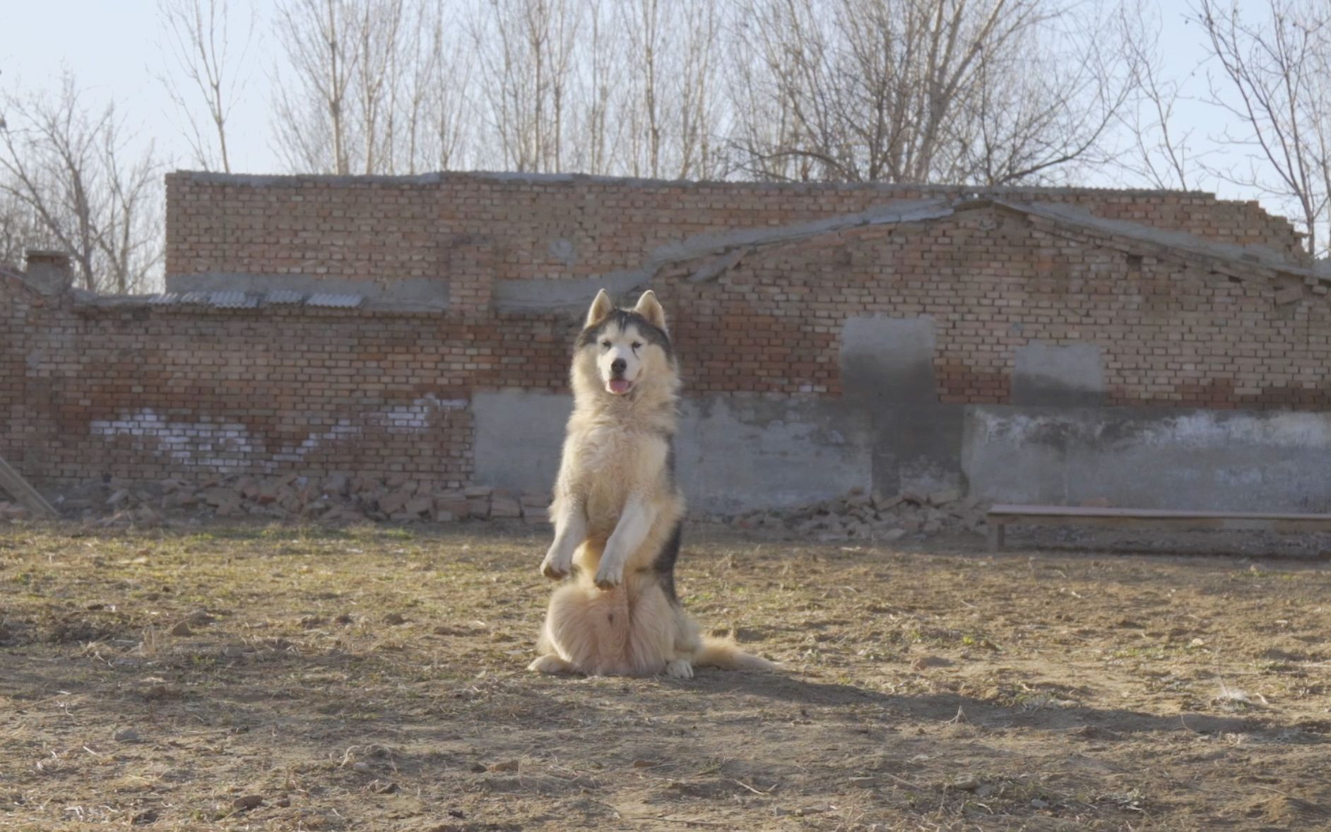 不想当军犬的二哈不是好二哈,我回来了!哔哩哔哩bilibili