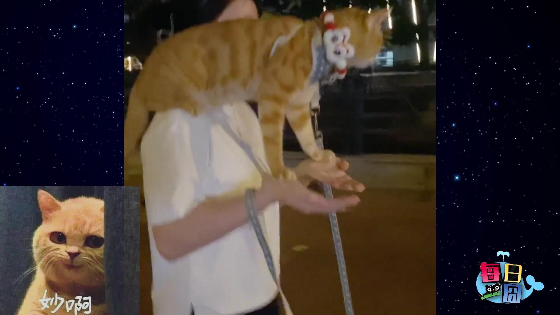 【每日一囧】头一次见这么小众的遛猫方式 |猫猫村长