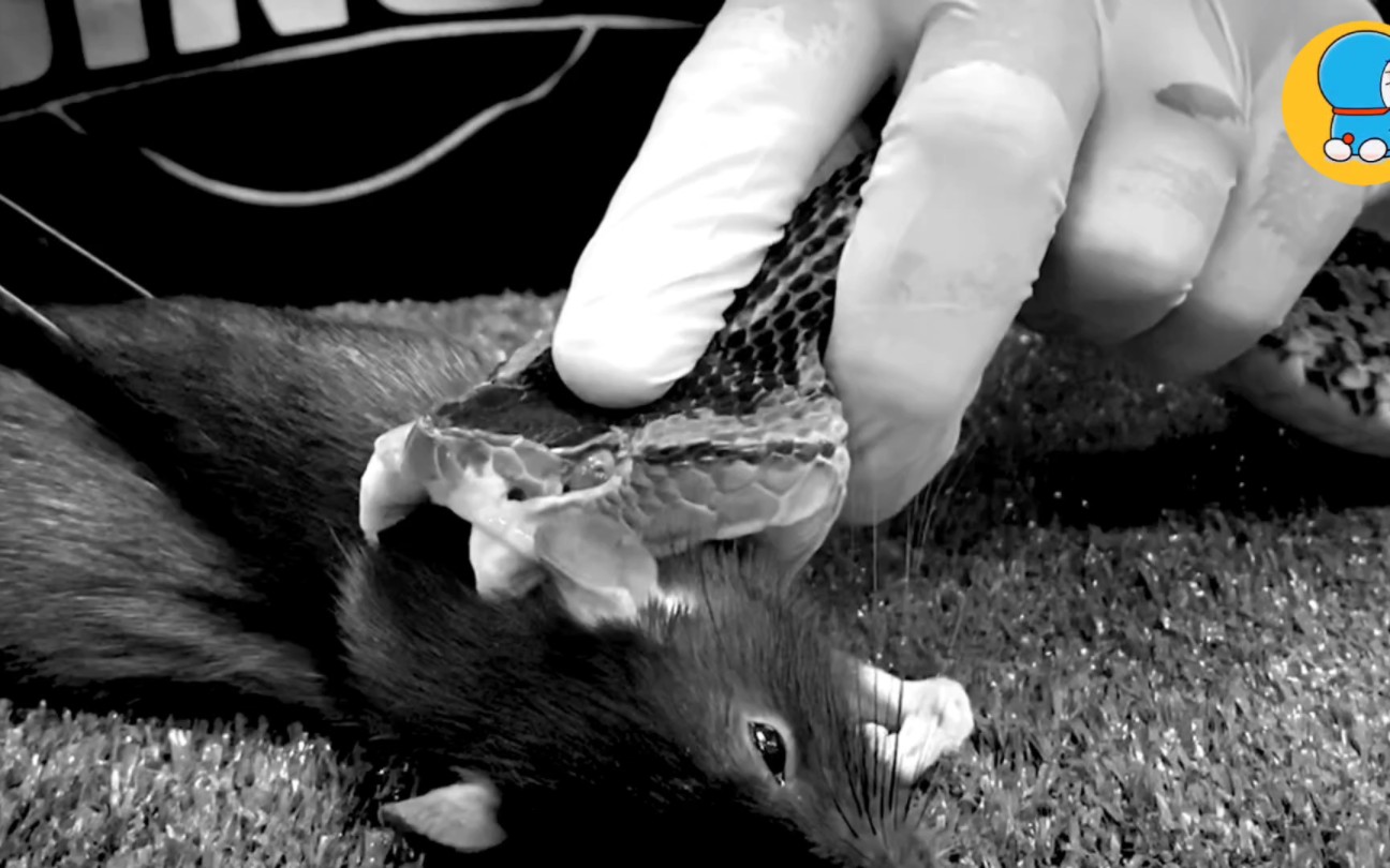 超级毒蛇咬到老鼠,毒牙嘎嘣掉了