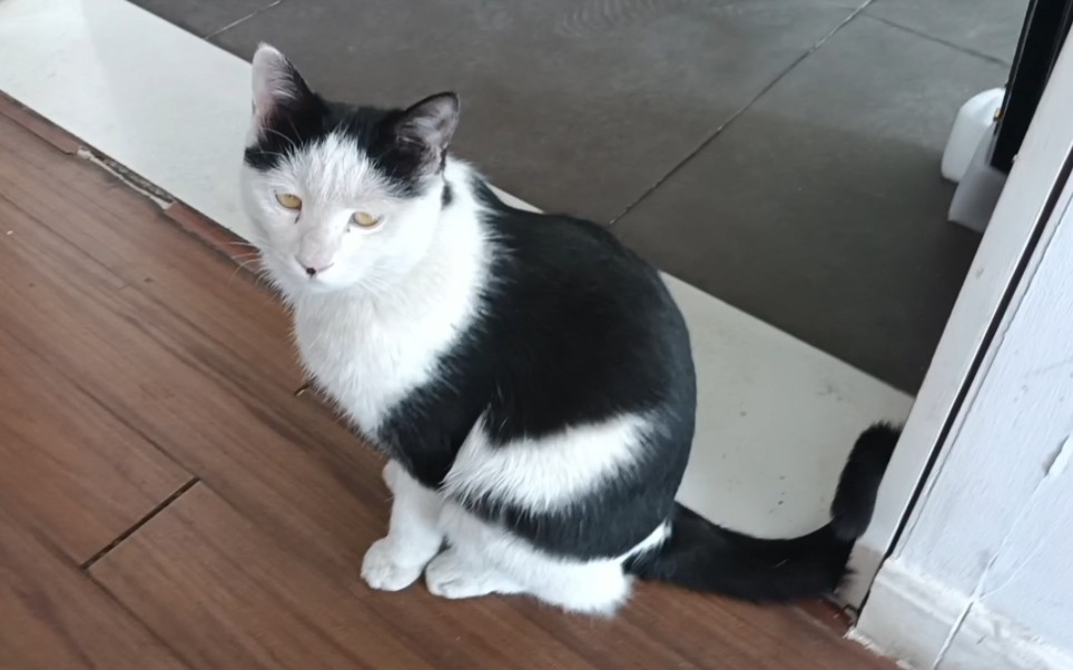 奶牛猫日常委屈脸,小黑脸猫咪的沉浸式舔毛.