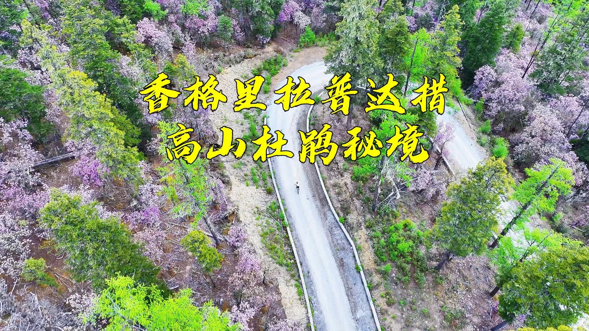 普达措国家公园的高山杜鹃哔哩哔哩bilibili