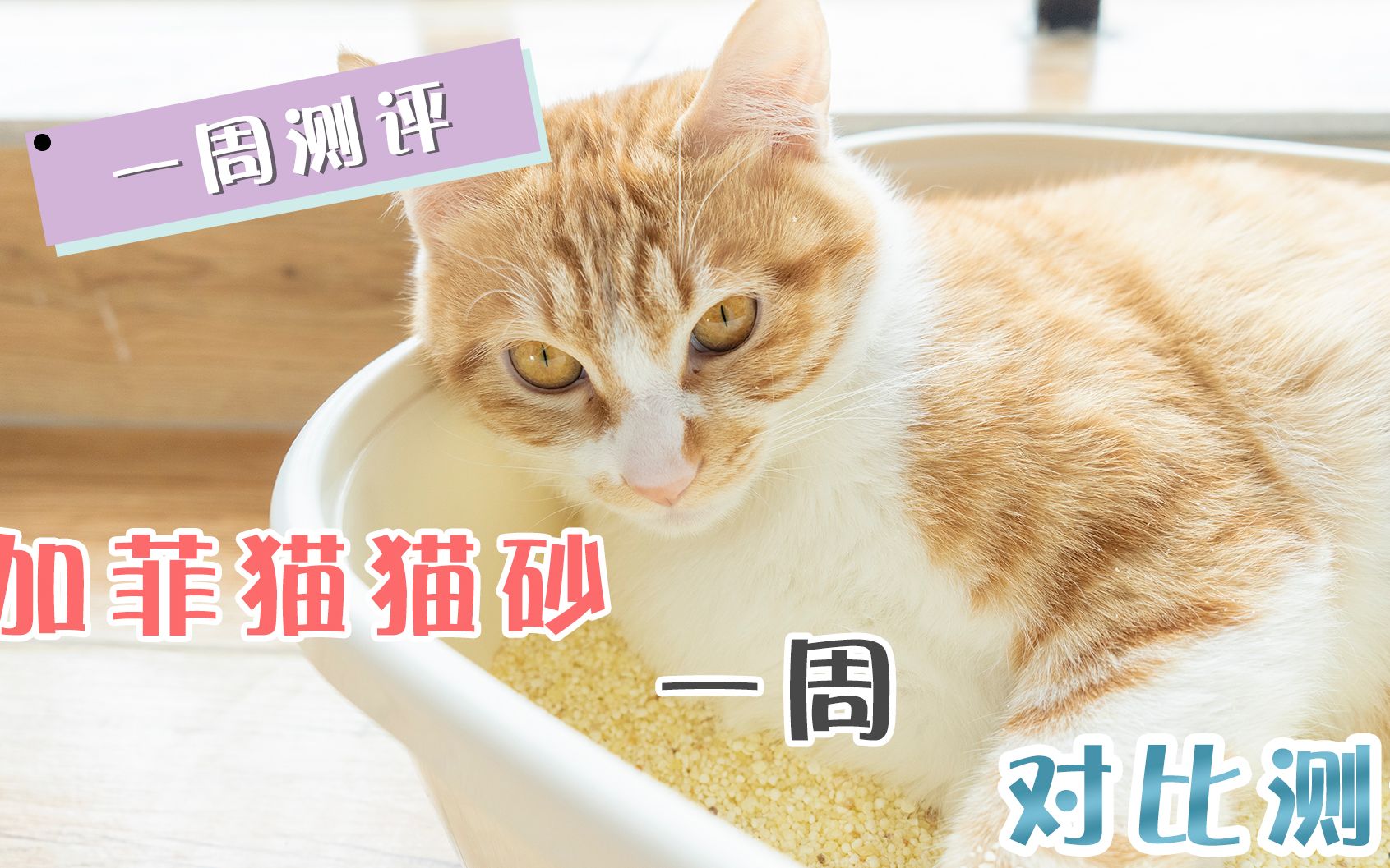 【猫砂测评】猫砂中的爱马仕,用完以后竟然让我戒掉了旺旺雪饼哔哩哔哩bilibili