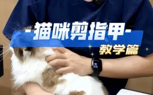 Download Video: 宠物医生手把手教你给猫咪剪指甲！