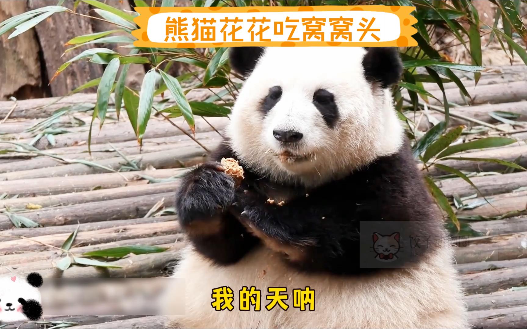 熊猫花花吃窝窝头