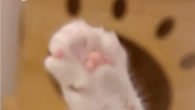 气愤!饿了么骑手当街拎起小猫反复狠摔踩踏_哔哩哔哩(゜-゜)つロ干杯